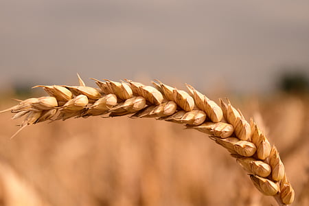 trigo, grano, cereales, cerrar, oído, agricultura, campo de maíz