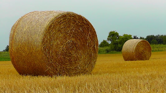 straw bales, straw, harvest, food, cereals, stock, agriculture