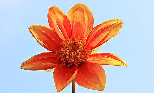 Dahlia, bloem, Blossom, Bloom, Oranje, natuur, plant