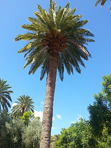 Palm, Maspalomasas, Gran Kanarija, medis, Gamta, palmė, dangus