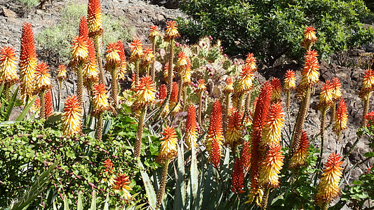flor de cactus, naranja, rojo, Aloe vera, tropical
