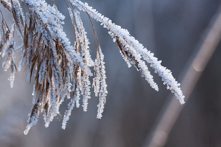 hoarfrost, Frost, Vinter, natur, frosset, tiden av året, gresset