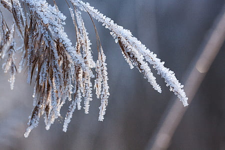 bruma, Frost, iarna, natura, congelate, perioada din an, iarba