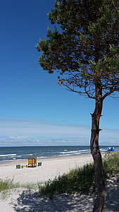 Baltika, stranden, Litauen, Palanga, furu, sand