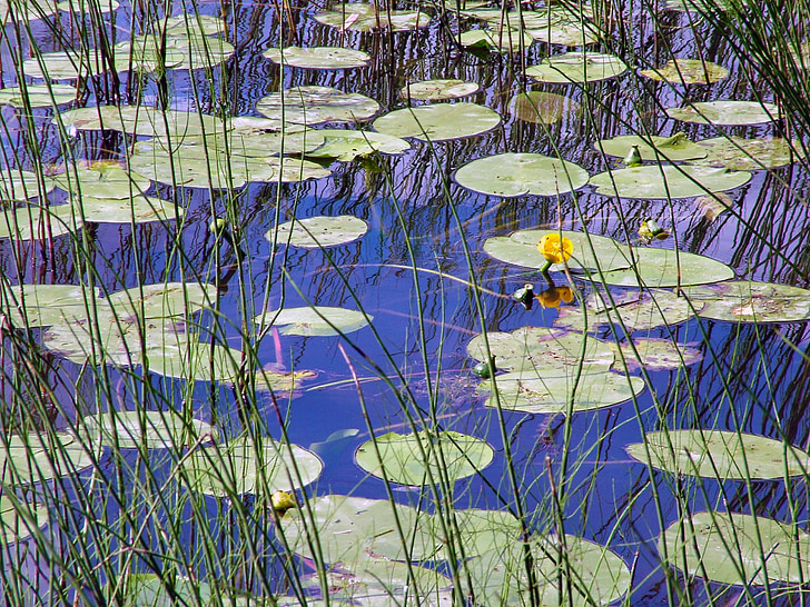 water lily lá, water lily Hoa, nước, lá, Hoa, Reed, màu vàng