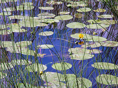 water lily leaves, water lily flower, water, leaf, flower, reed, yellow