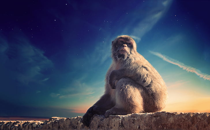 động vật, con khỉ, hoạt động ngoài trời, Rock, bầu trời, động vật hoang dã, một trong những động vật