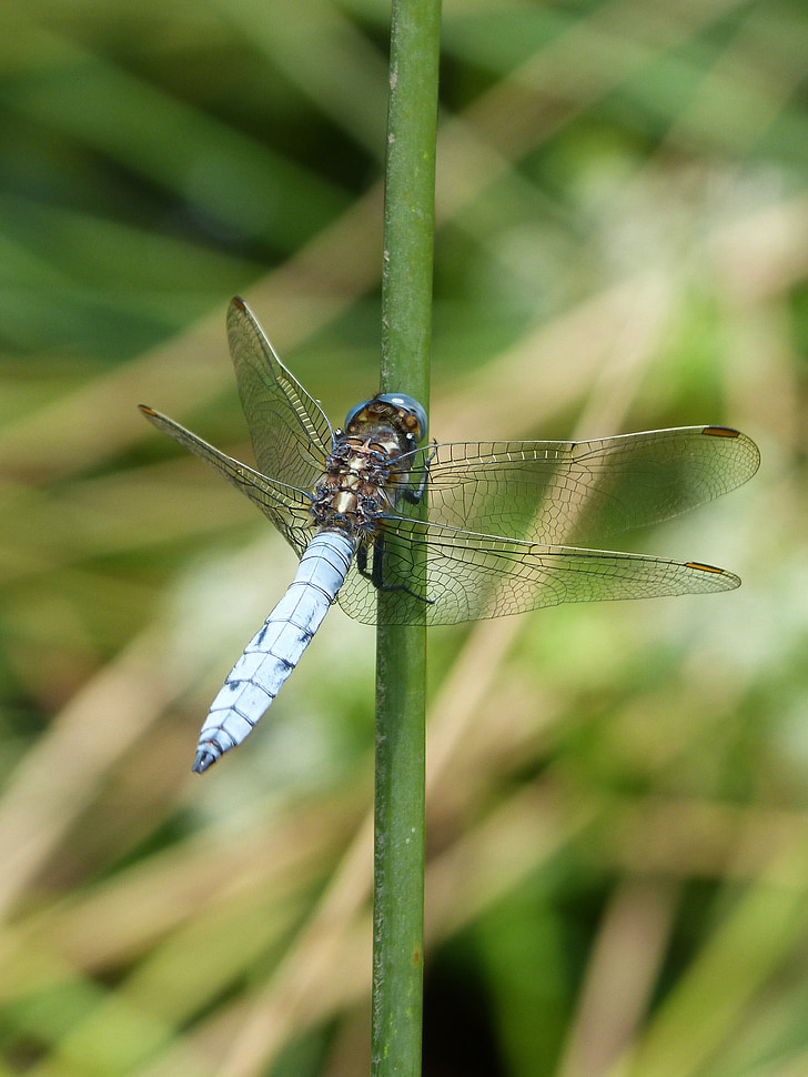 Dragonfly, blå dragonfly, orthetrum coerulescens, våtmarksområde, stammen, insekt, natur