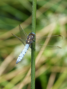 libélula, libélula azul, orthetrum coerulescens, humedal, tallo, insectos, naturaleza