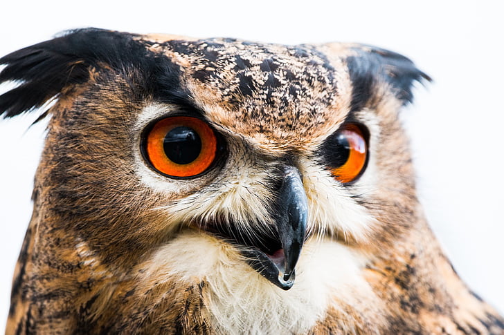 Eagle owl, Bubo bubo, sova, pták, peří, Příroda, volně žijících ptáků