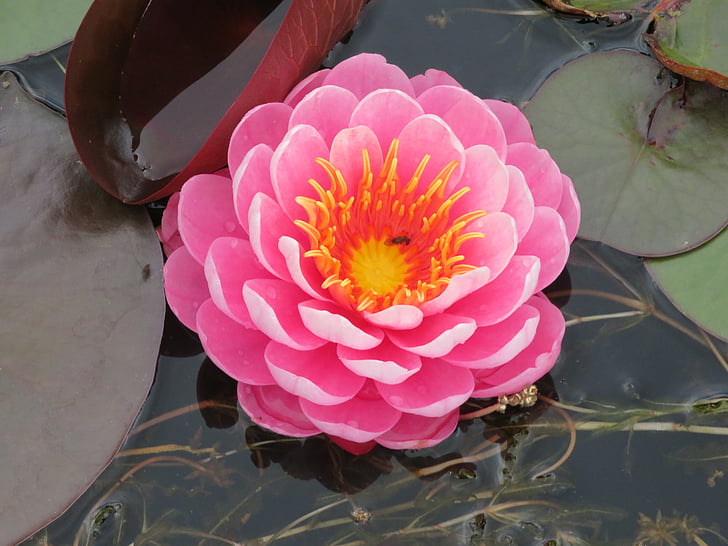 Waterlily, Lily, Rose, Lotus, étang, fleur, eau