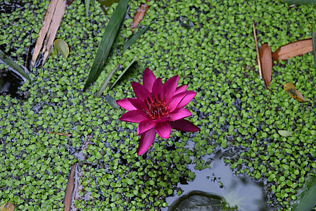 lily air, bunga, Nymphaea