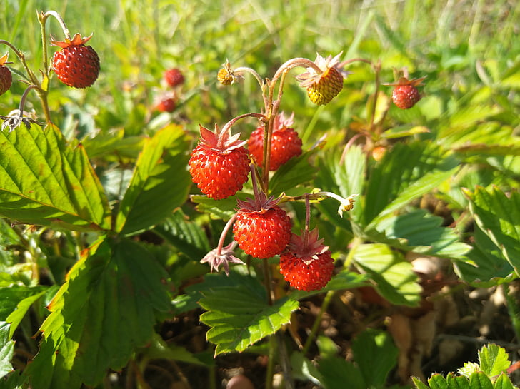 fraise des bois, Berry, les fraises