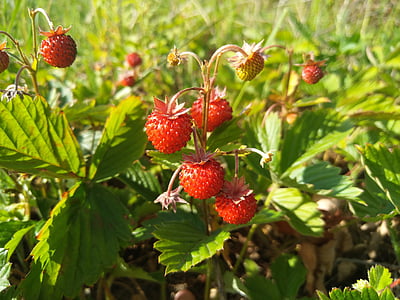 wild strawberry, berry, the strawberries