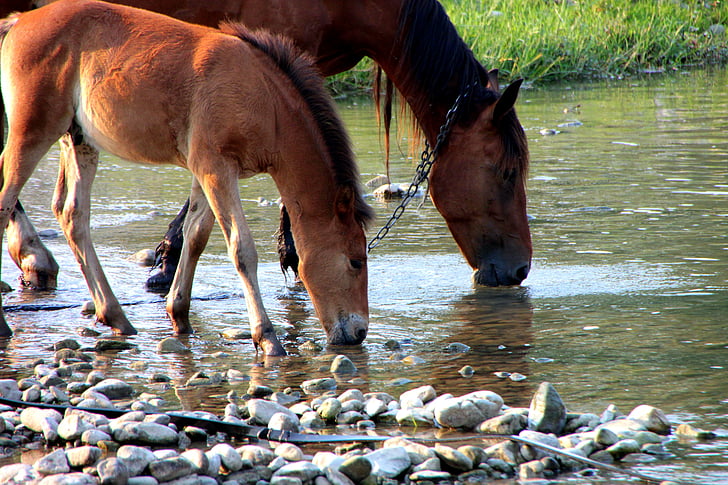 colt, countryside, drinking, foal, horse, mare, river
