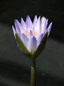 waterlily, nước, Lily, Thiên nhiên, Hoa sen, Ao, trắng