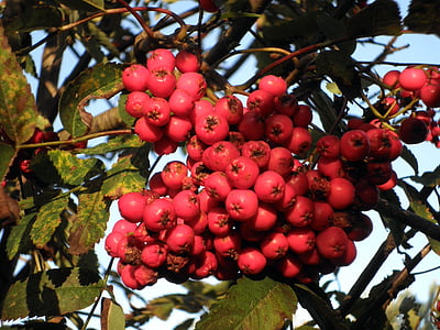 hegyi kőris, rowanberries, gyümölcs, érett, piros, fa, természet