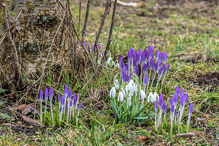 crocus, snowdrop, spring flower, nature, signs of spring, white, bloom