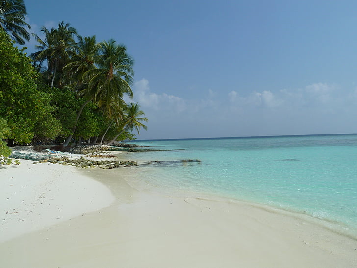 Plaża, palmy, morze, Karaiby, wakacje, Malediwy, wody