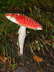 fly agaric red, forest, mushrooms, poisonous