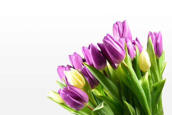 tulipán, tulipán csokor, virágok, Bloom, színes, nyári, Strauss