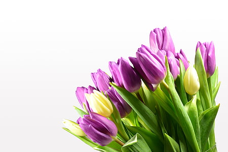 tulipány, Kytica tulipán, kvety, kvet, farebné, letné, Strauss