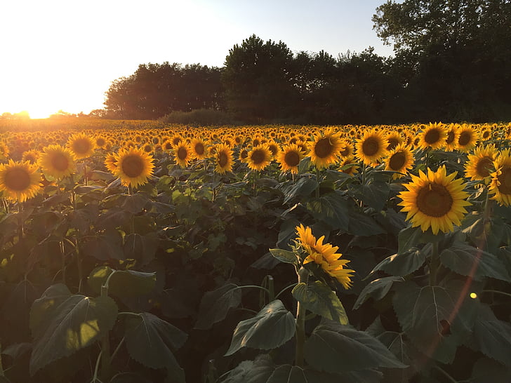 sunflowers, sunset, field