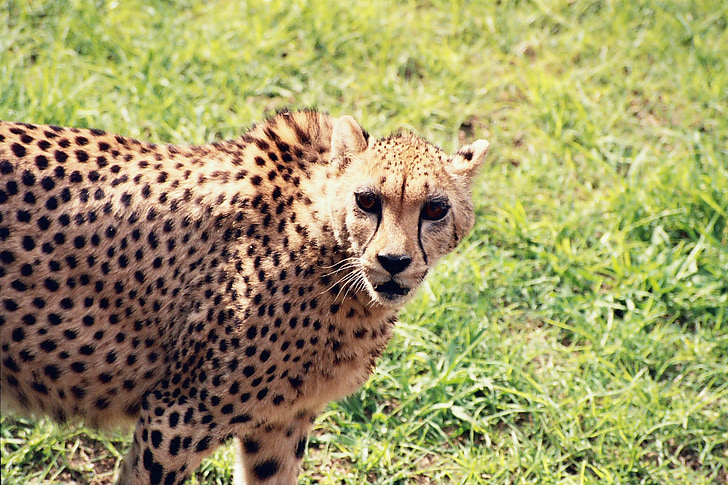 cheetah, animal, wild, predator, cat, africa, wildlife
