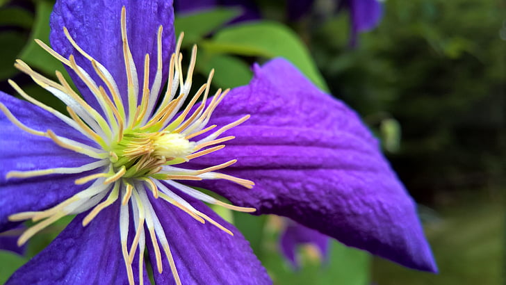 Clematis, lila, Blüte, Bloom, Blume