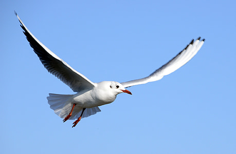 seagull, flying, in flight, bird, wildlife, nature, wings