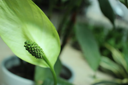 Augantys vazoniniai augalai, augalų, mažų šviežių