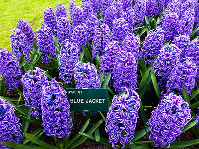 flores, púrpura, flor, flores de color púrpura, planta, flor morada, primavera