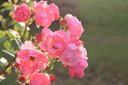 τριαντάφυλλο, ροζ, Ήλιος, το καλοκαίρι, εστίαση, Κήπος, λουλούδι