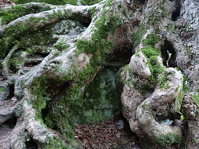 корен, чепат, обрасли, дърво, корените на дърветата, ИСУН shapen, стар