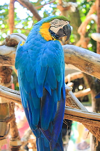 ararara, bird, brazilian fauna