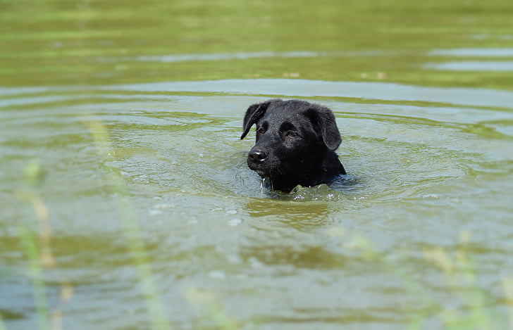 puppy, swimming, summer, water, pet, doggy, dog