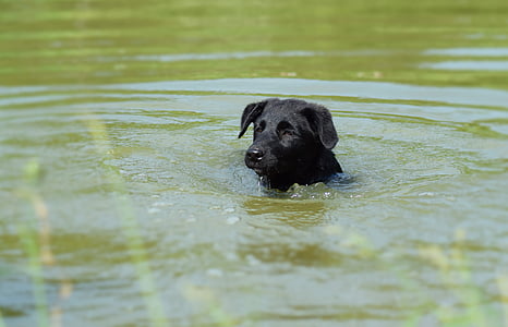 το κουτάβι, κολύμπι, το καλοκαίρι, νερό, κατοικίδιο ζώο, σκυλάκι, σκύλος