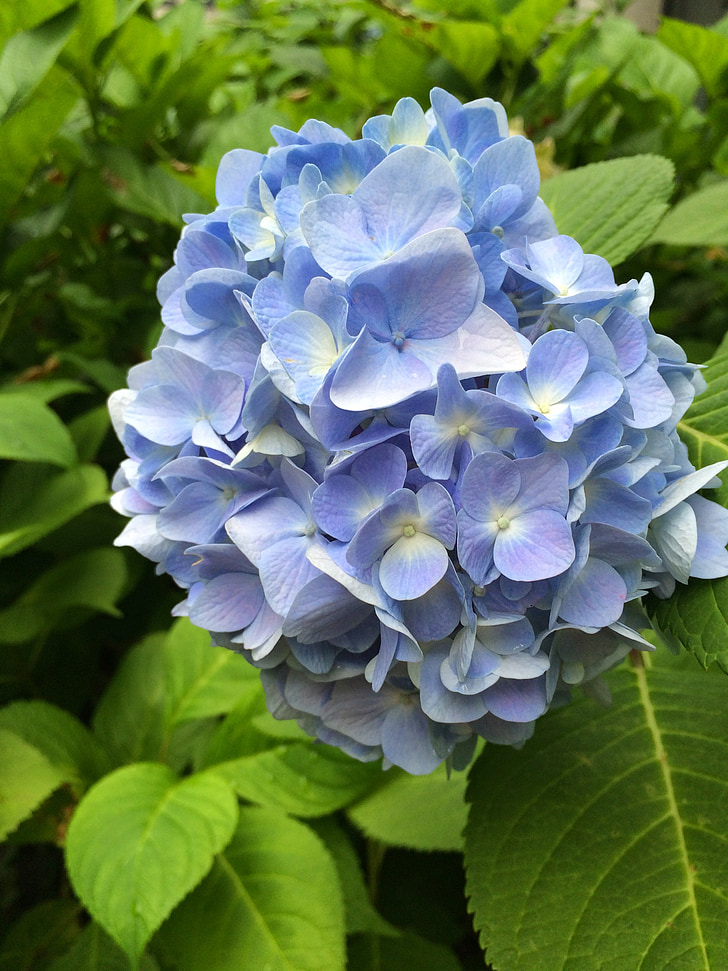hortenzija, plava, cvijet, cvatu, lišće, zelena