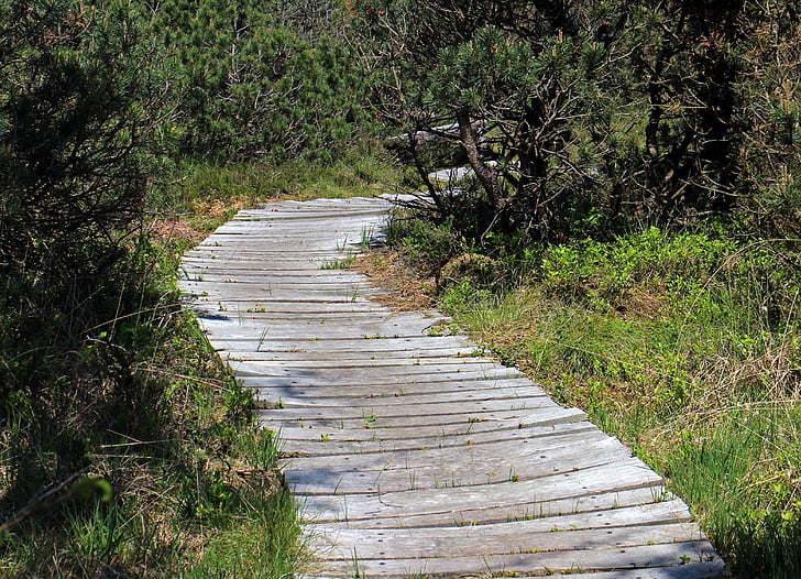 ścieżka, drewniana ścieżka, od, Plank road, deski, drewniane deski, sieci Web
