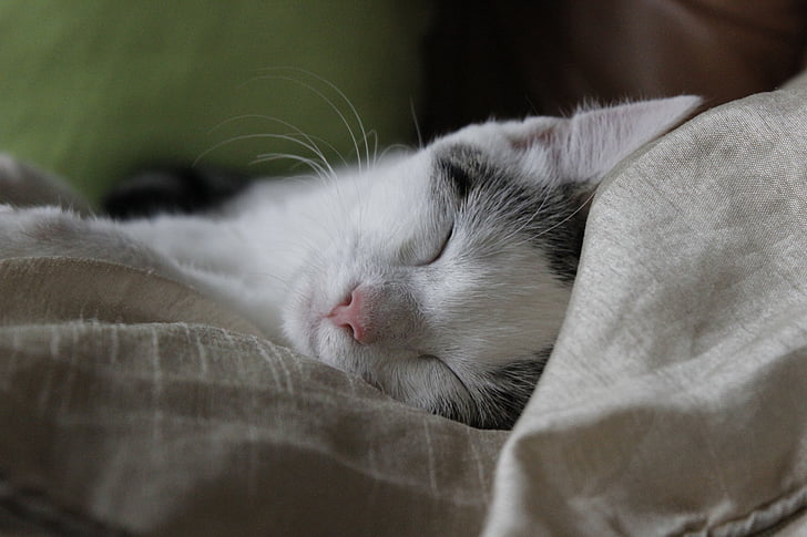 katė, miego, laimingas, palaimintas, taikos