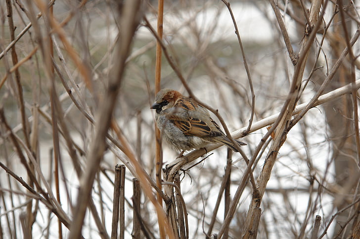 Sparrow, oiseau, nature