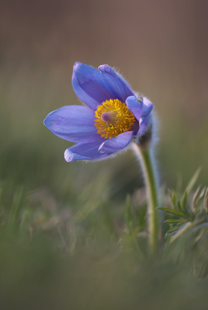 blau, botànica, flora, floral, flor, herba, Prat