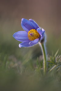 azul, botânica, Flora, floral, flor, grama, Prado