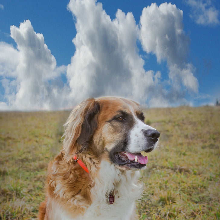 hund, moln, äng, Australian shepherd