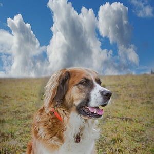 chien, nuages, Meadow, Berger australien