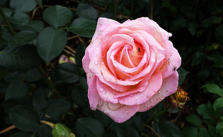 Rožė, rožinė, žiedų, žydėti, lietaus lašas