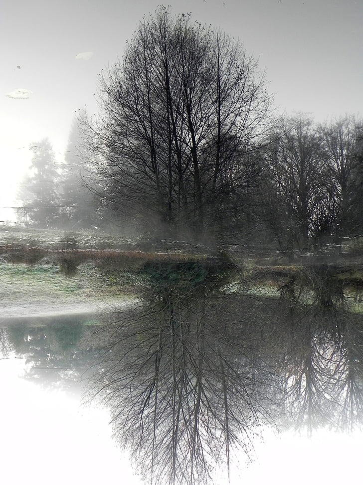 pond, tree, nature, reflection, lake, natural, winter