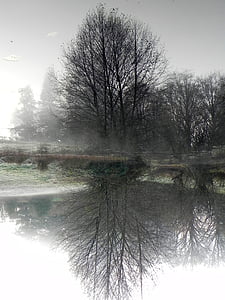 Estany, arbre, natura, reflexió, Llac, natural, l'hivern