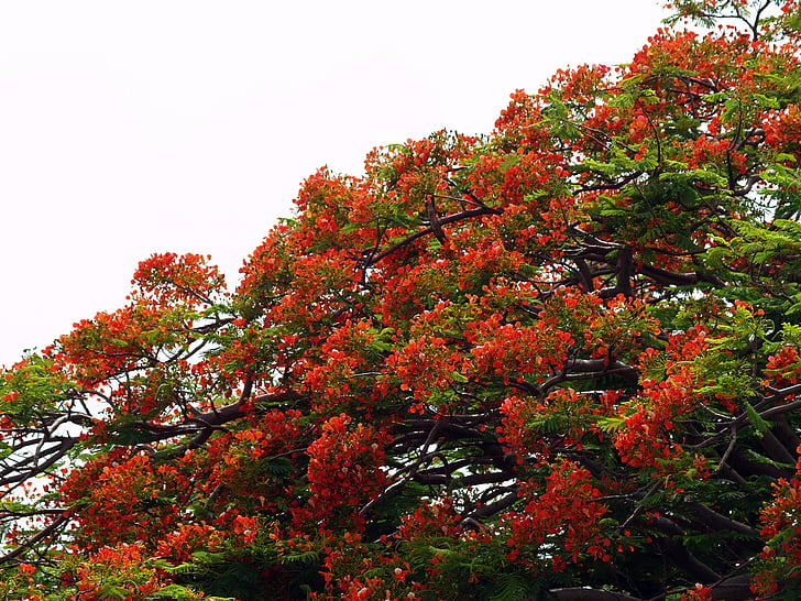árbol, flor, rojo, naturaleza, primavera, flora, floración