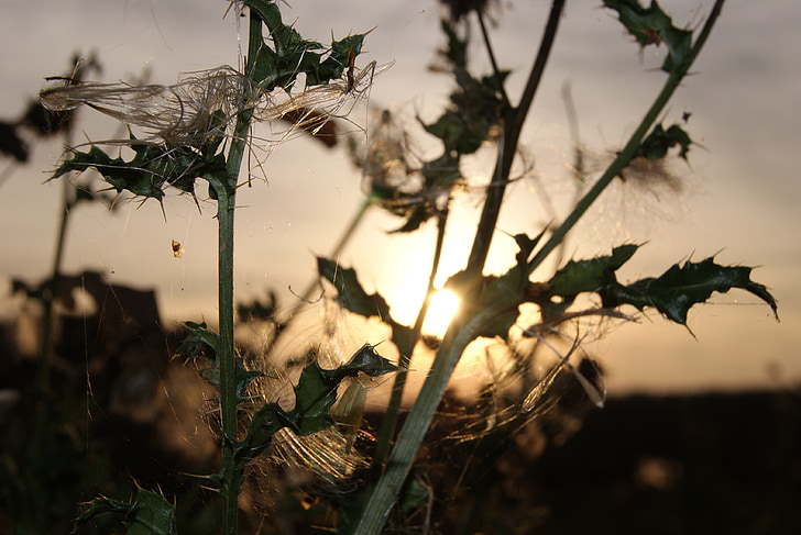 Thistle, sole, tramonto, Abendstimmung